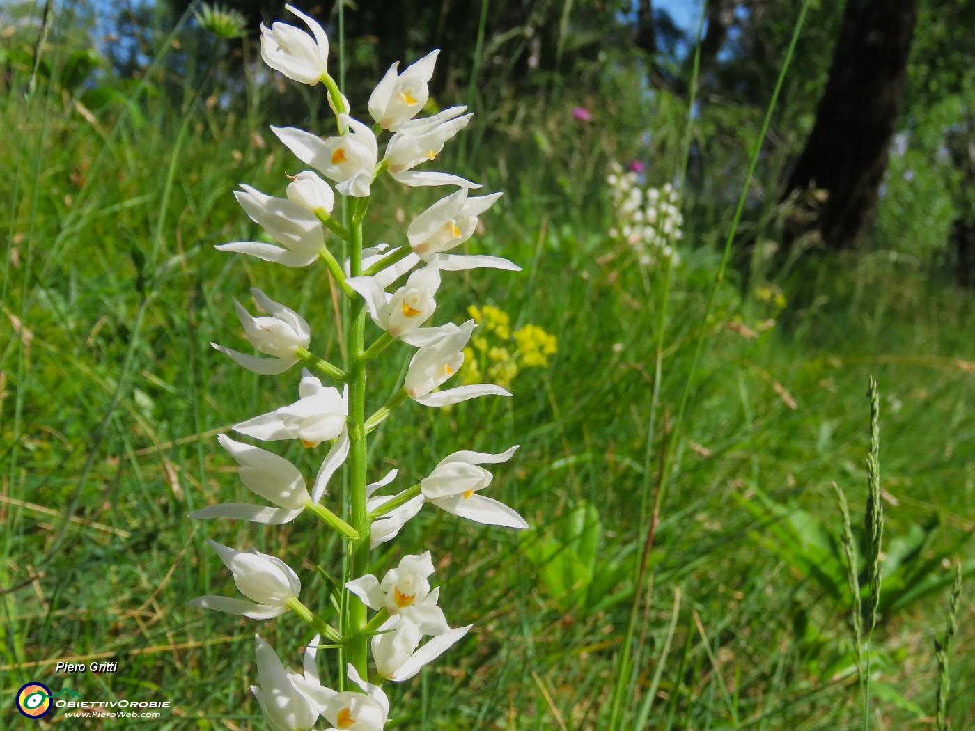 05 Cephalantera longifolia - Caefalantera maggiore.JPG